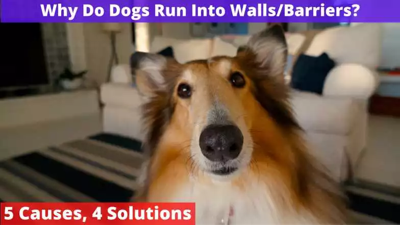 Why Do Dogs Run Into Walls