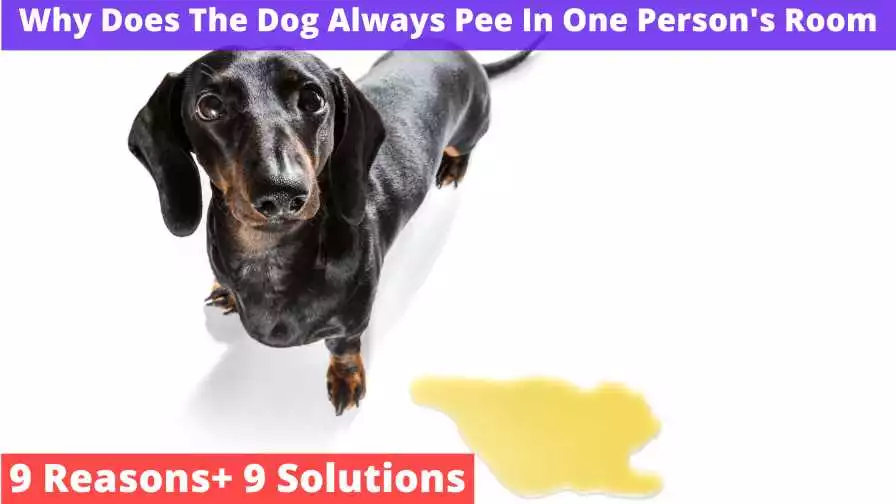 Why Does The Dog Always Pee In One Person's Room