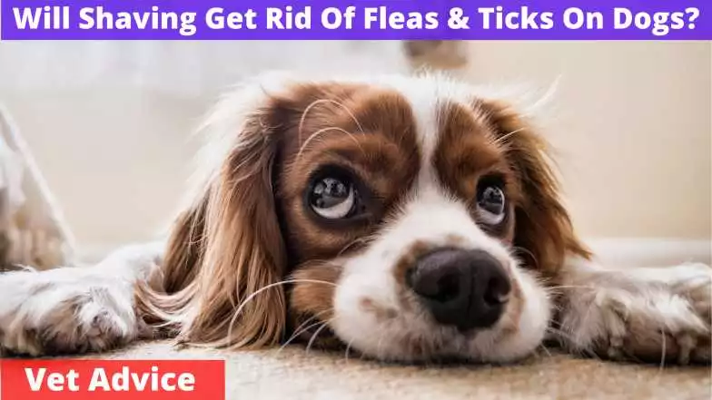will shaving get rid of fleas and ticks on dogs