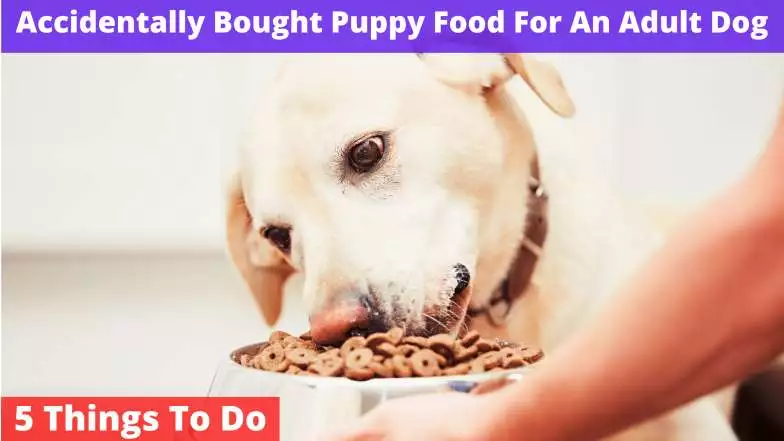 Accidentally Bought Puppy Food For An Adult Dog