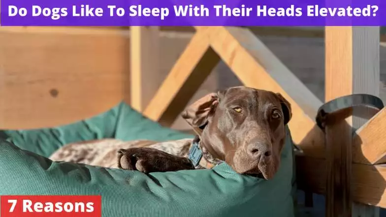 Do Dogs Like To Sleep With Their Heads Elevated