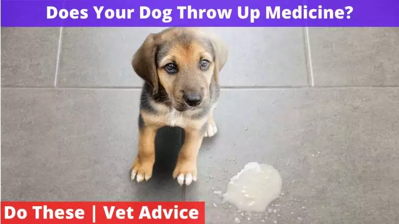 Does Your Dog Throw Up Medicine