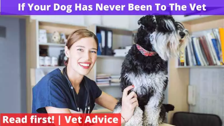 Dog Has Never Been To The Vet