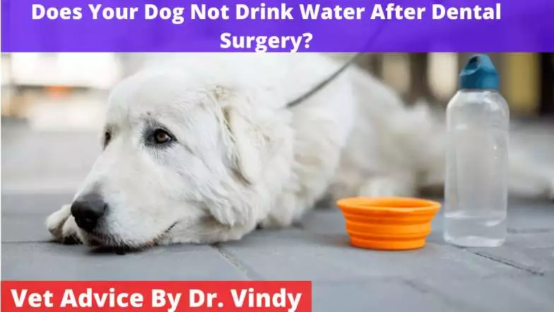 Dog Not Drink Water After Dental Surgery