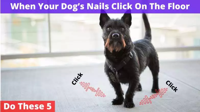 Dog’s Nails Click On The Floor
