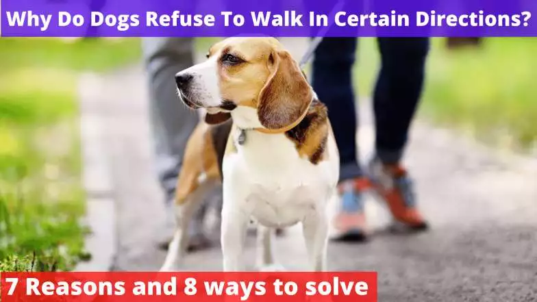 Dogs Refuse To Walk In Certain Directions