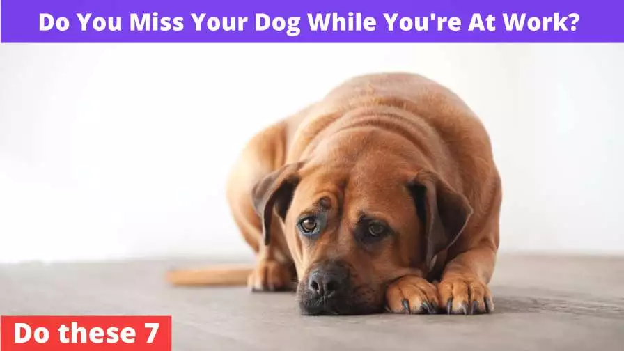 Miss Your Dog While You're At Work