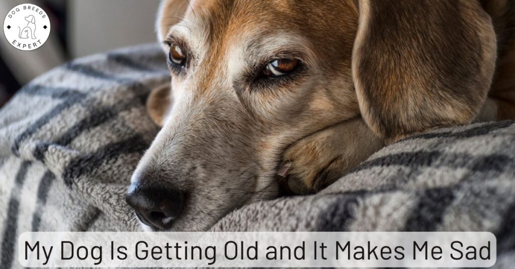 My Dog Is Getting Old and It Makes Me Sad
