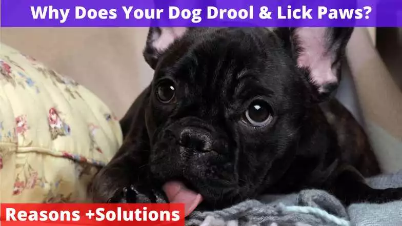 Why Does Your Dog Drool Lick Paws