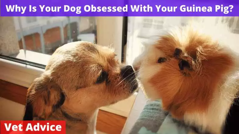 Dog Obsessed With Your Guinea Pig
