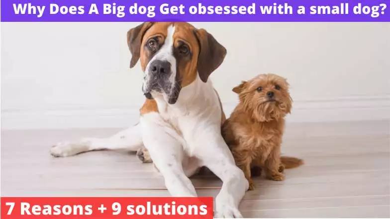 Big dog Get obsessed with a small dog