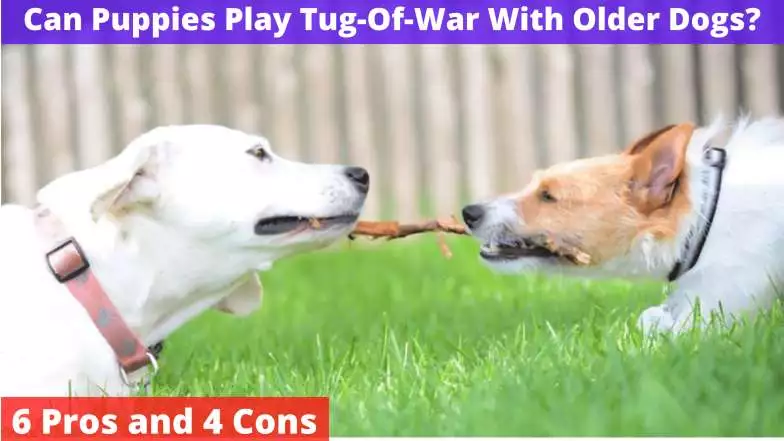 Can Puppies Play Tug-Of-War With Older Dogs