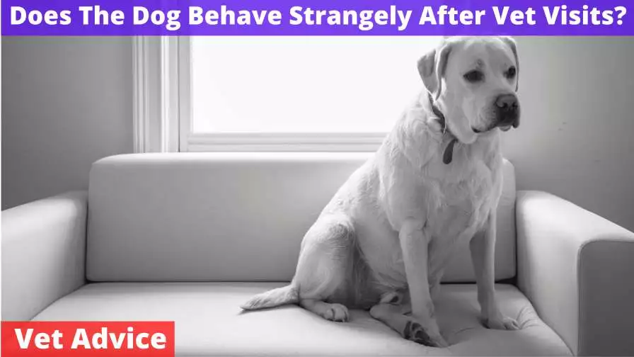 Does The Dog Behave Strangely After Vet Visits