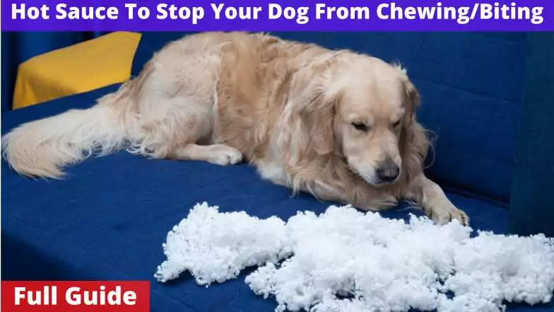 Hot sauce to stop your dog from chewing/biting