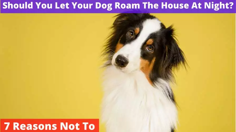 Let Your Dog Roam The House At Night