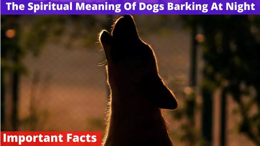 The Spiritual Meaning Of Dogs Barking At Night