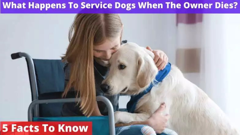 What Happens To Service Dogs When The Owner Dies