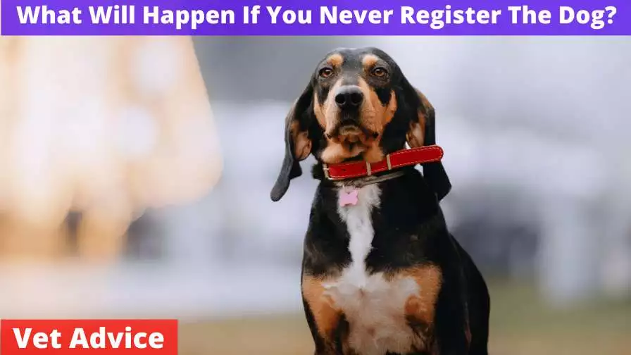 What Will Happen If You Never Register The Dog