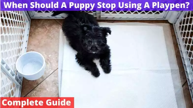 When Should A Puppy Stop Using A Playpen