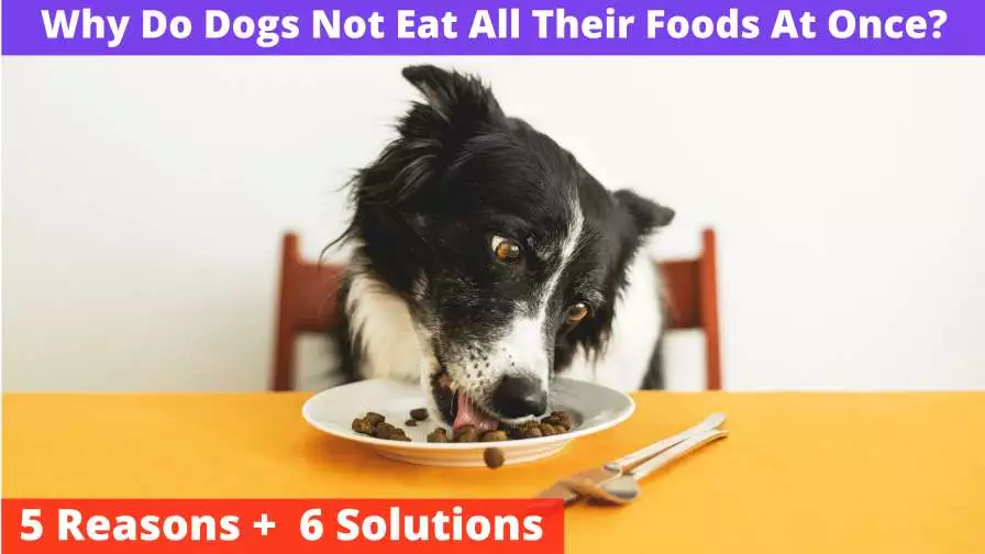 Why Do Dogs Not Eat All Their Foods At Once