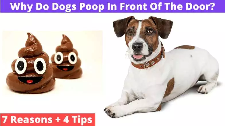 Why Do Dogs Poop In Front Of The Door