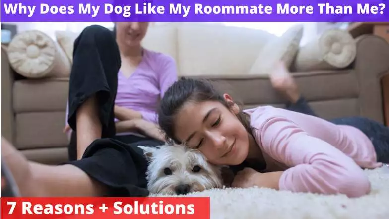 Why Does My Dog Like My Roommate More Than Me
