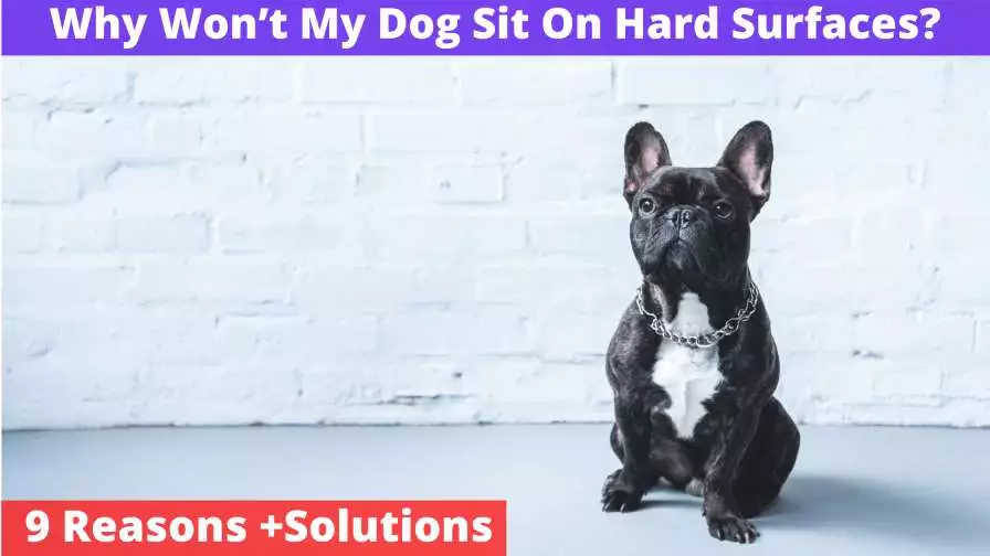 Why Won’t My Dog Sit On Hard Surfaces