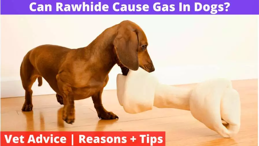 Can Rawhide Cause Gas In Dogs