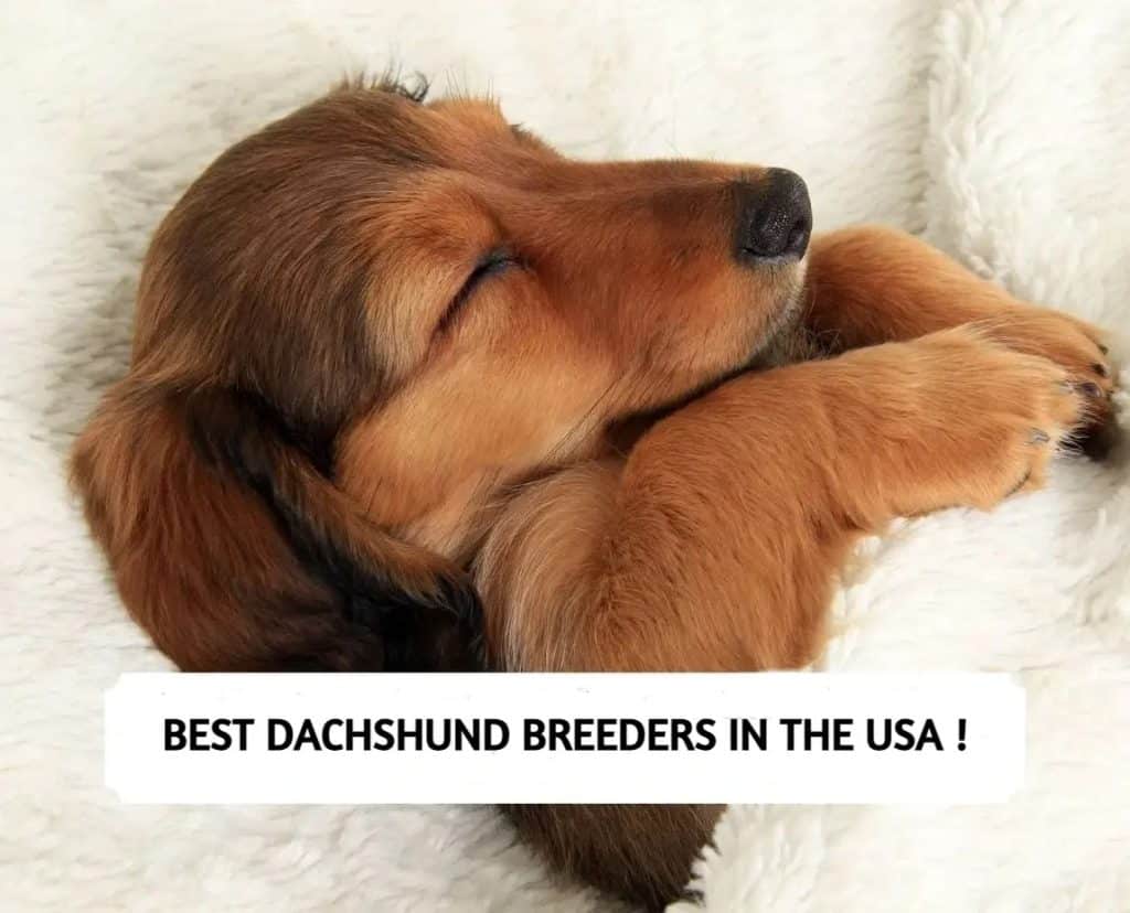 10 Best Dachshund Breeders in the USA (2025)