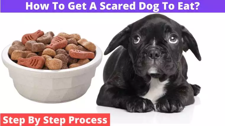 How To Get A Scared Dog To Eat