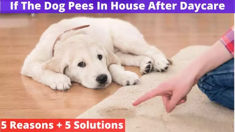 If The Dog Pees In House After Daycare