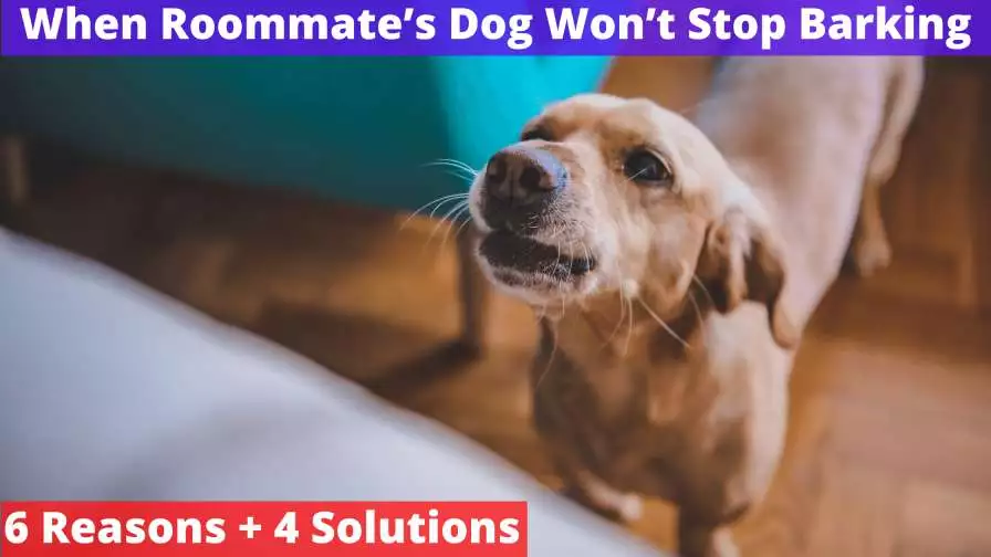 Roommate’s Dog Won’t Stop Barking
