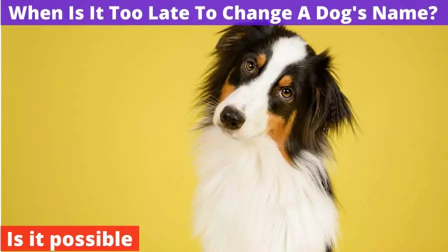 When Is It Too Late To Change A Dog's Name