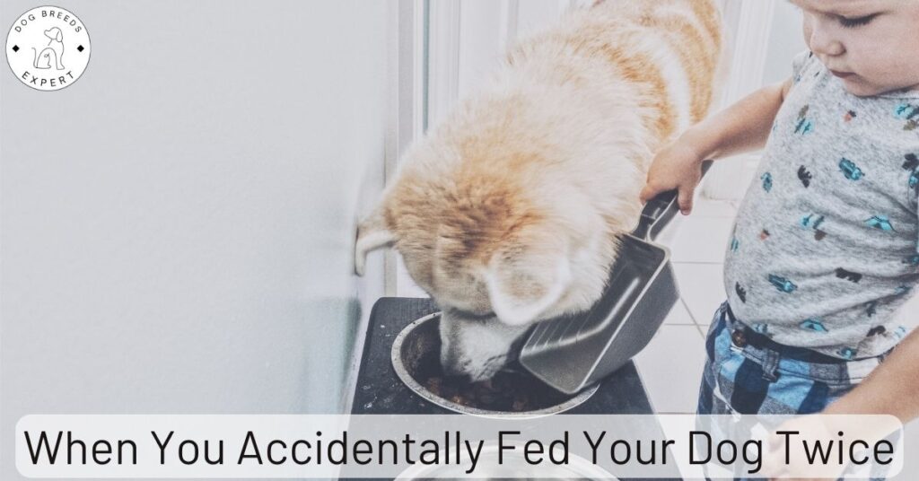 When You Accidentally Fed Your Dog Twice
