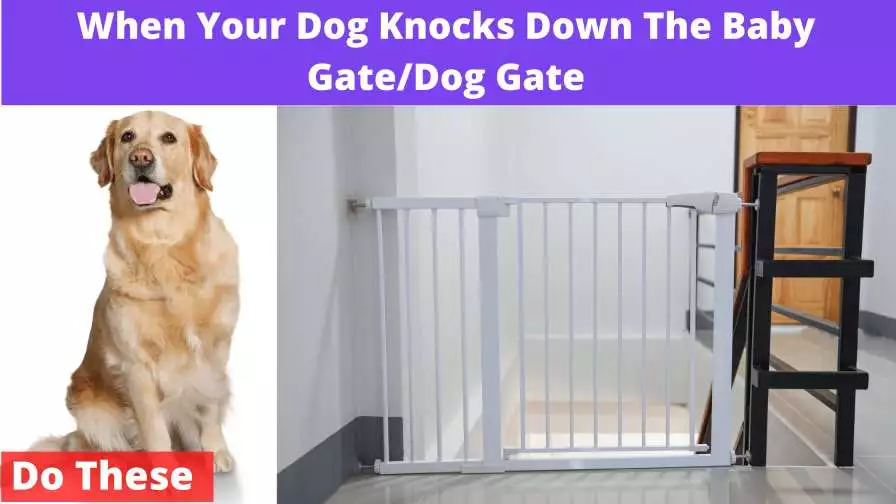 Dog Knocks Down The Baby Gate