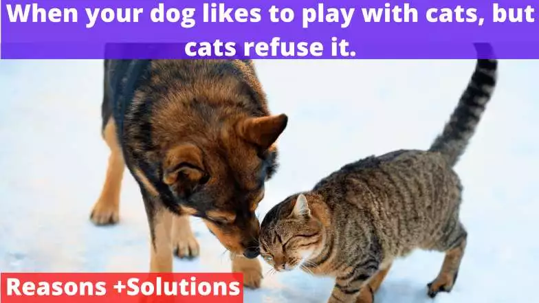 cat and dog play