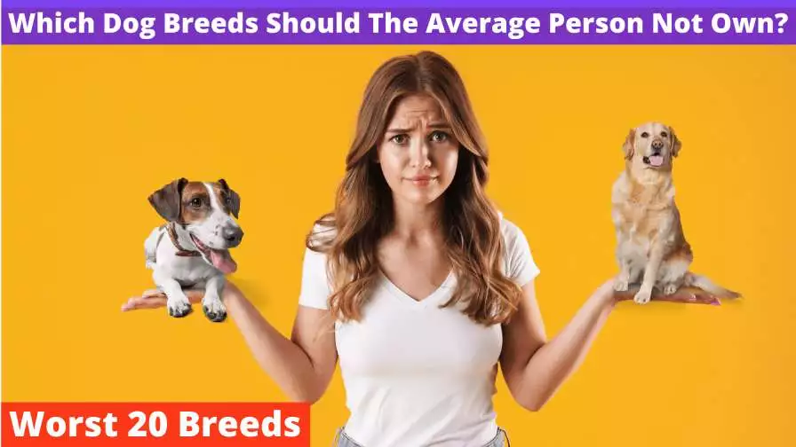 20 Dog Breeds That Shouldn’t Be Owned By An Average Person