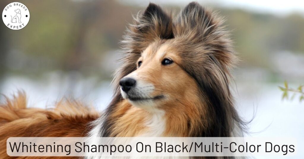 Can You Use Whitening Shampoo On Black/Multi-Color Dogs?