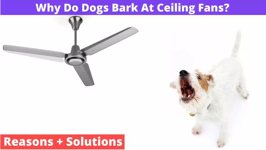 Dog Bark At Ceiling Fan