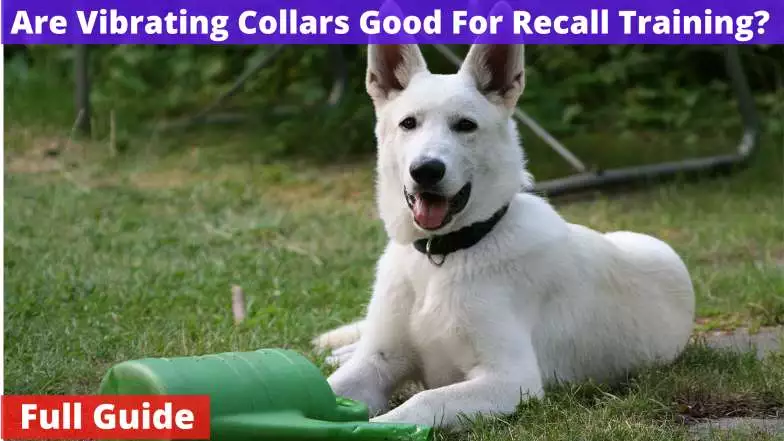 Are Vibrating Collars Good For Recall Training