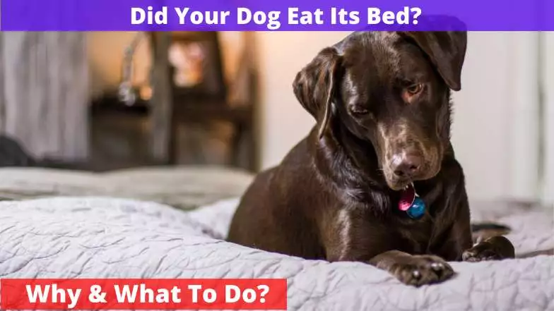 dog laying on the bed