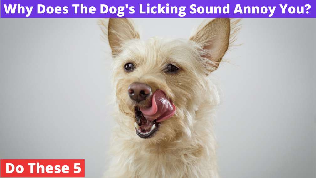 Why Does The Dog's Licking Sound Annoy You
