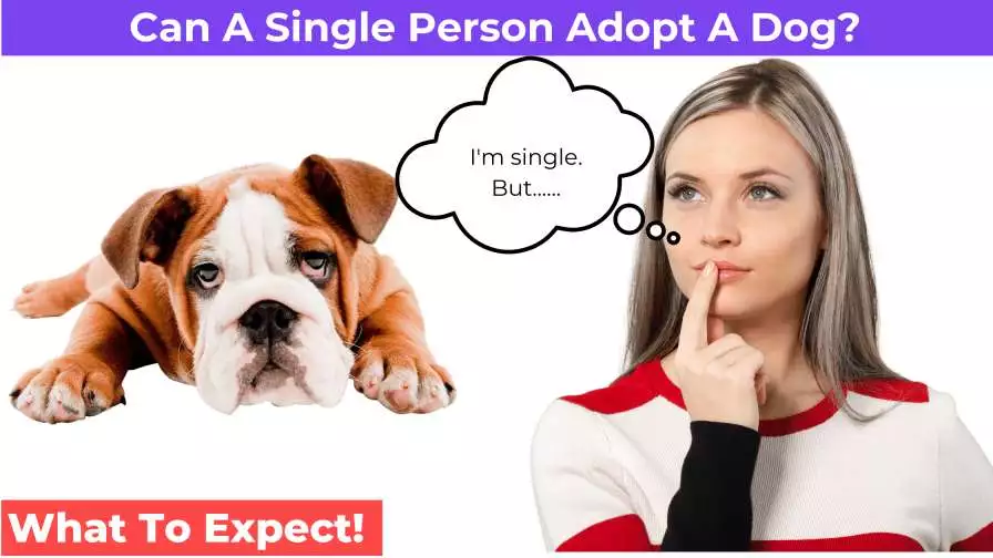 Can A Single Person Adopt A Dog