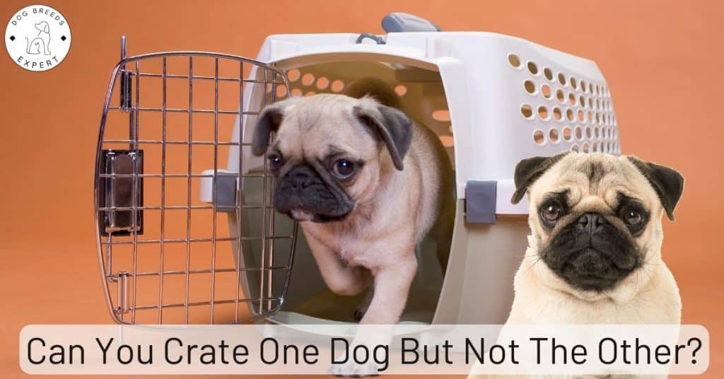 Can You Crate One Dog But Not The Other?