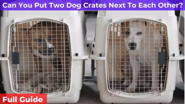 putting two dog crates next to each other
