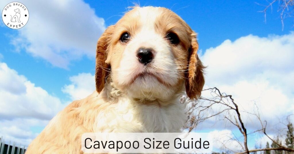 Cavapoo Size Guide