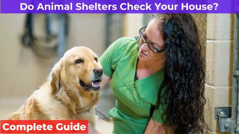 Animal shelter girl with a dog