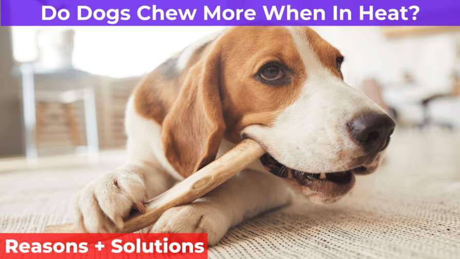 dog chewing