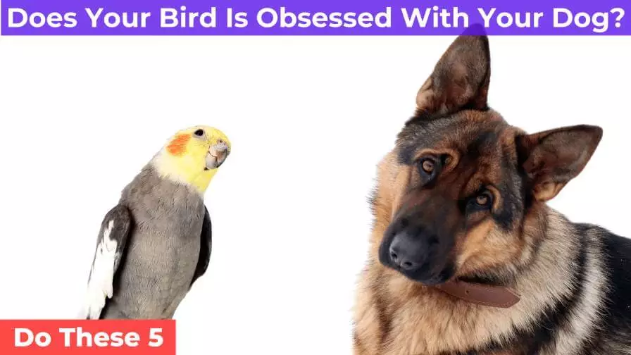 dog and bird