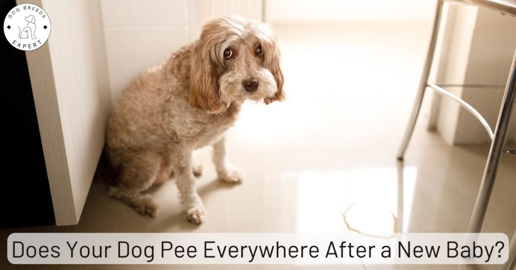 Does Your Dog Pee Everywhere After a New Baby